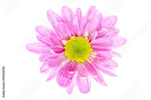 Fototapeta Naklejka Na Ścianę i Meble -  Pink flower isolated on white background