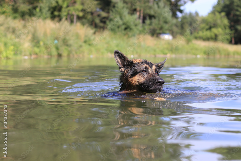 German shepherd swims in the water in summer day German shepherd swims in the water in summer day