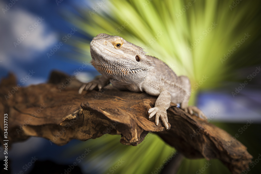 Obraz premium Animal Lizard, Bearded Dragon on mirror background