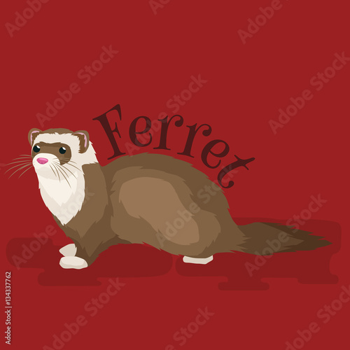 Home Pet, isolated ferret © anutaberg