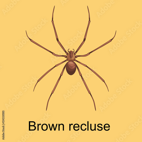 Spiders cartoon set, dangerous insects collection
