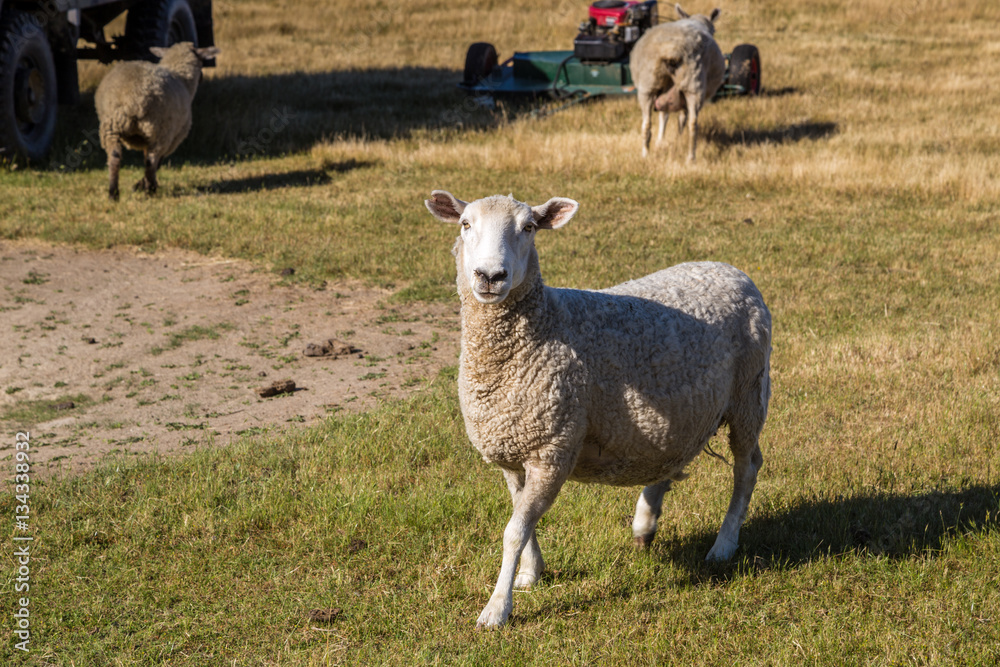 Fototapeta premium Sheep running on the field in New Zealand. Farm animals.