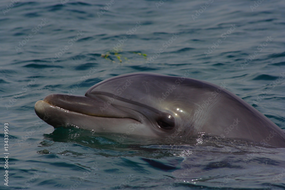 Naklejka premium Dolphin swims in the sea, portrait, smiling dolphins.