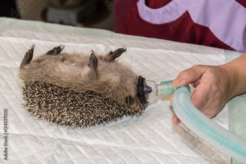 Le vétérinaire ausculte un hérisson, il est nécessaire de l'anesthésier pour vérifier sa santé et son obésité, avant l'hibernation