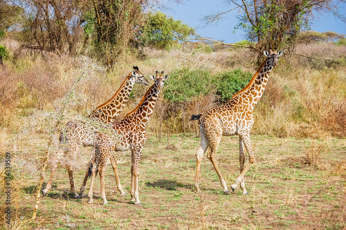 Group of Masai giraffe (Giraffa tippelskirchi) in savanna landscape at Serengeti National Park