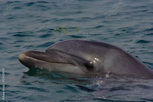 Dolphin swims in the sea, portrait, smiling dolphins.