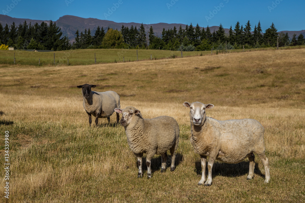 Obraz premium Three sheep on the farm field in New Zealand enjoying bright summer day, one of them with black and white fur.