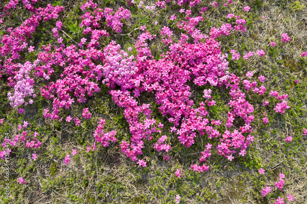 Conservation of environment concept. A flower in the garden. Conservation of environment concept. A flower in the garden.