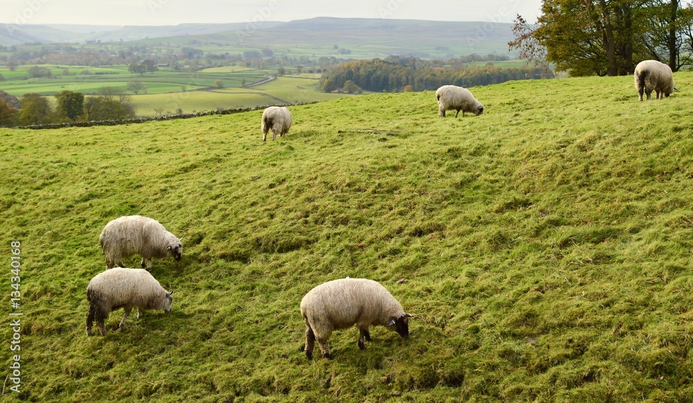 Sheep in the North Yorkshire Dales Sheep in the North Yorkshire Dales