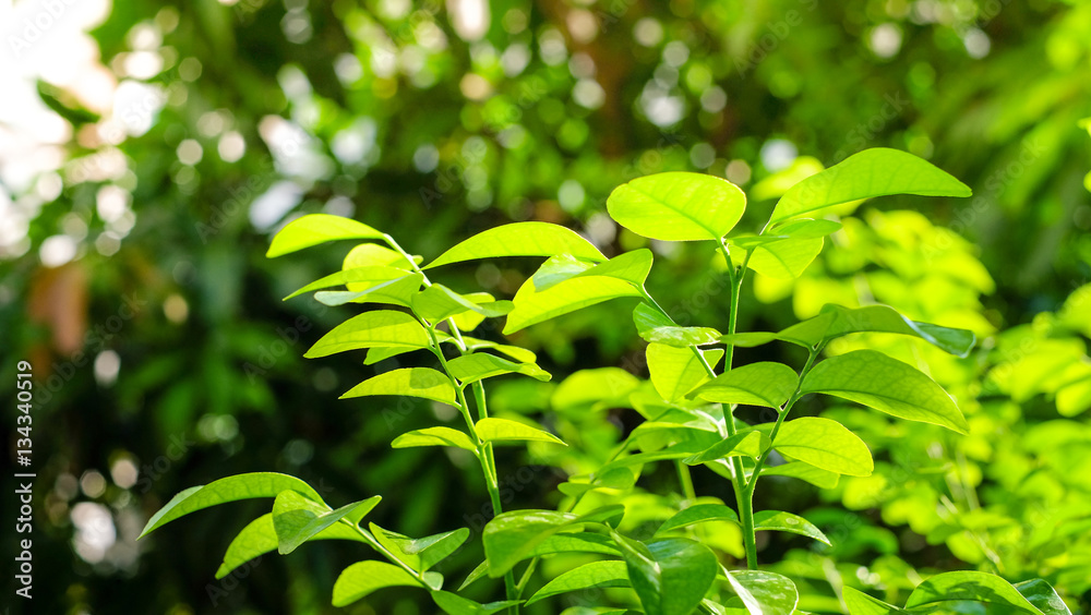 Fresh green leaves in house garden background with morning sunlight and selective focus (closed-up)
