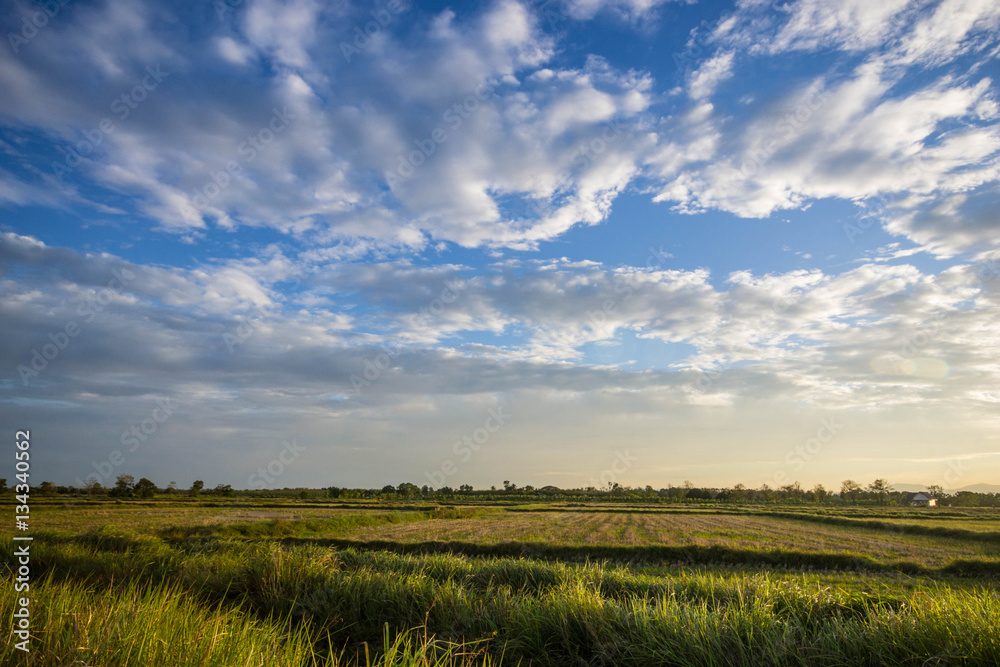 sunset over meadow