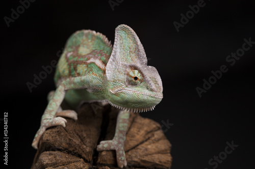 Green chameleon on the root, lizard, black background