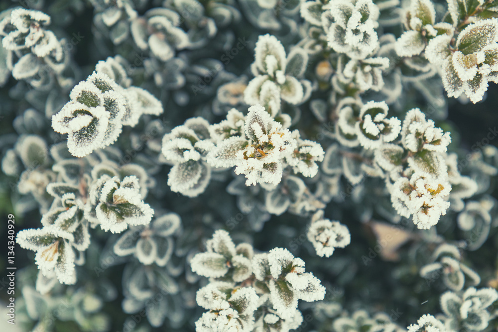 Winter holiday background. Branch boxwood in snow. Boxwood branches covered with hoarfrost. Coloring and processing photo with soft focus in instagram style. Winter holiday background. Branch boxwood in snow. Boxwood branches covered with hoarfrost. Coloring and processing photo with soft focus in instagram style.