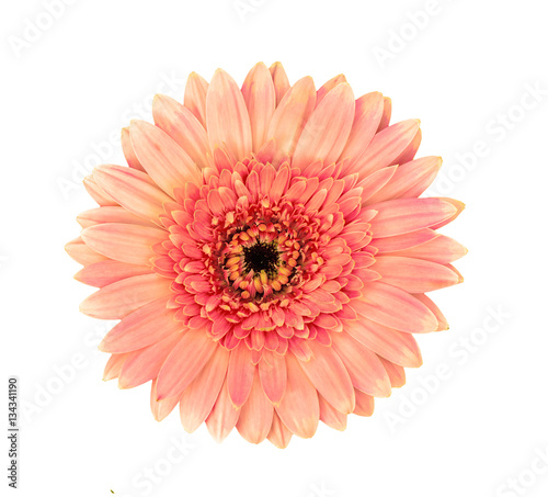 gerbera flower isolated on a white background