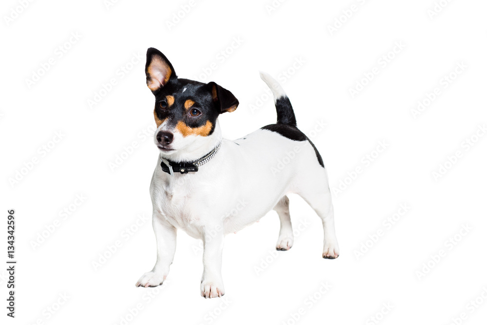 Jack Russell Terrier, isolated on white