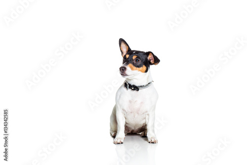 Jack Russell Terrier, isolated on white © nazarovsergey