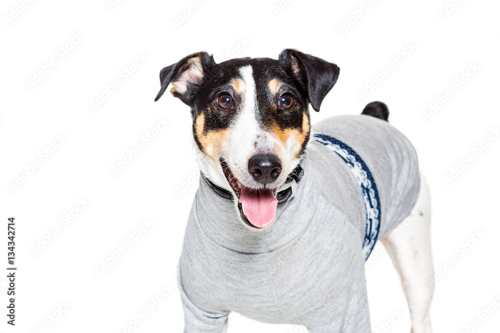 Portrait of a purebred smooth fox terrier white background Portrait of a purebred smooth fox terrier white background