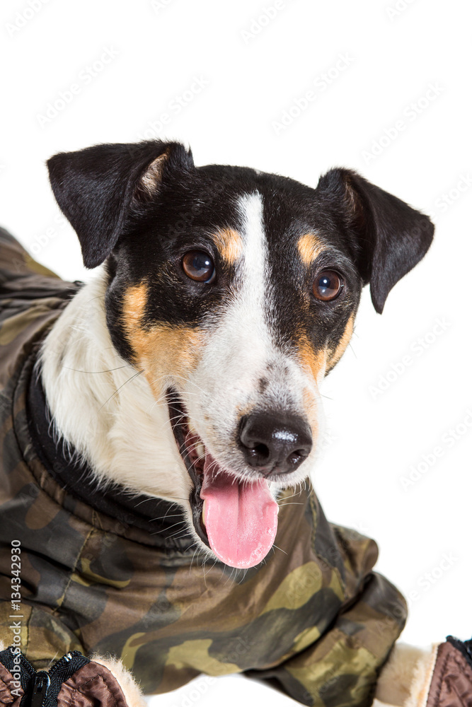 Portrait of a purebred smooth fox terrier  white background