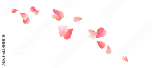 Photo Pink Red flying petals isolated on white