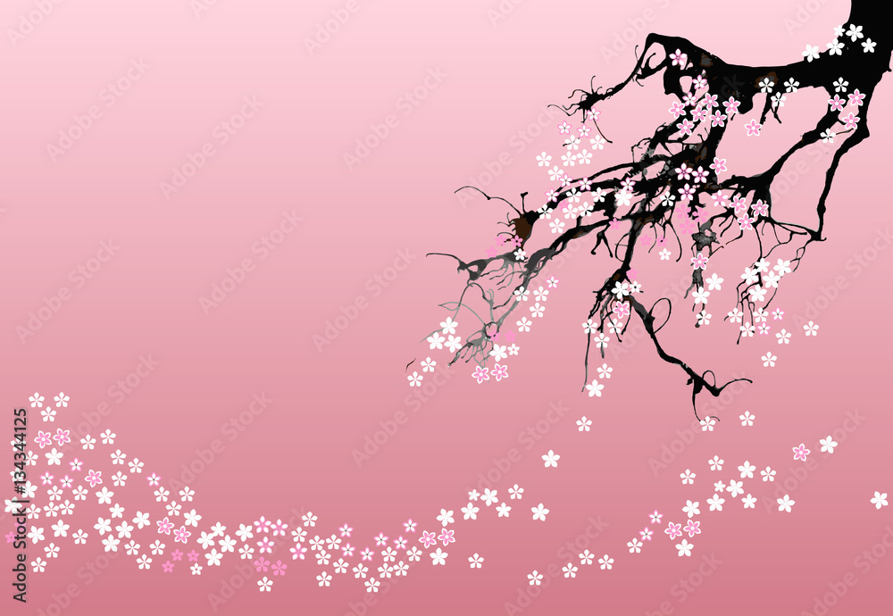 Fotografie Beautiful Japanese cherry tree (sakura) abstract background