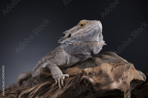 Agama bearded  pet on black background  reptile