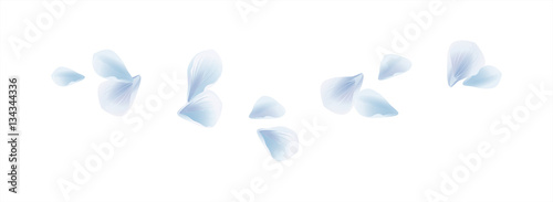 White Blue flying petals isolated on White background. Sakura Roses petals. Vector 