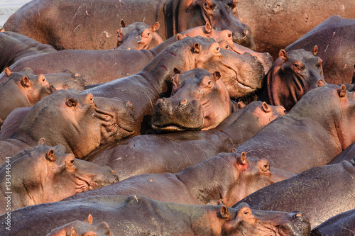 Hippos in the South Luangwa National Park - Zambia photo