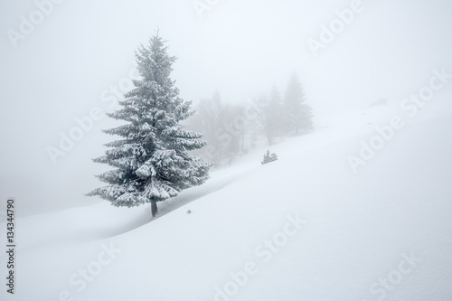 Mystical winter forest covered with snow on cloudy day