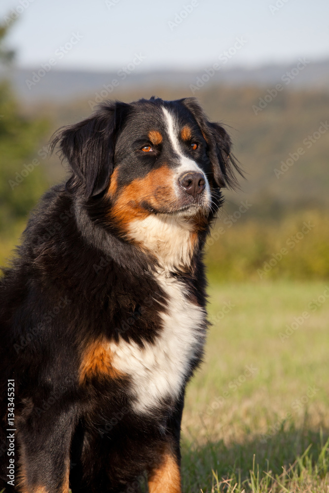 Portrait of nice bernese mountain dog