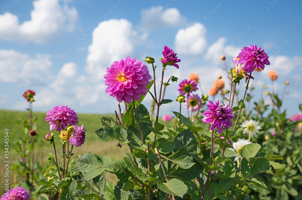 rosa Dahlienstaude am Blumenfeld, blauer Himmel mit Wolken rosa Dahlienstaude am Blumenfeld, blauer Himmel mit Wolken