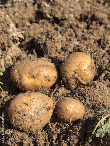 Harvesting potatoes - selective focus