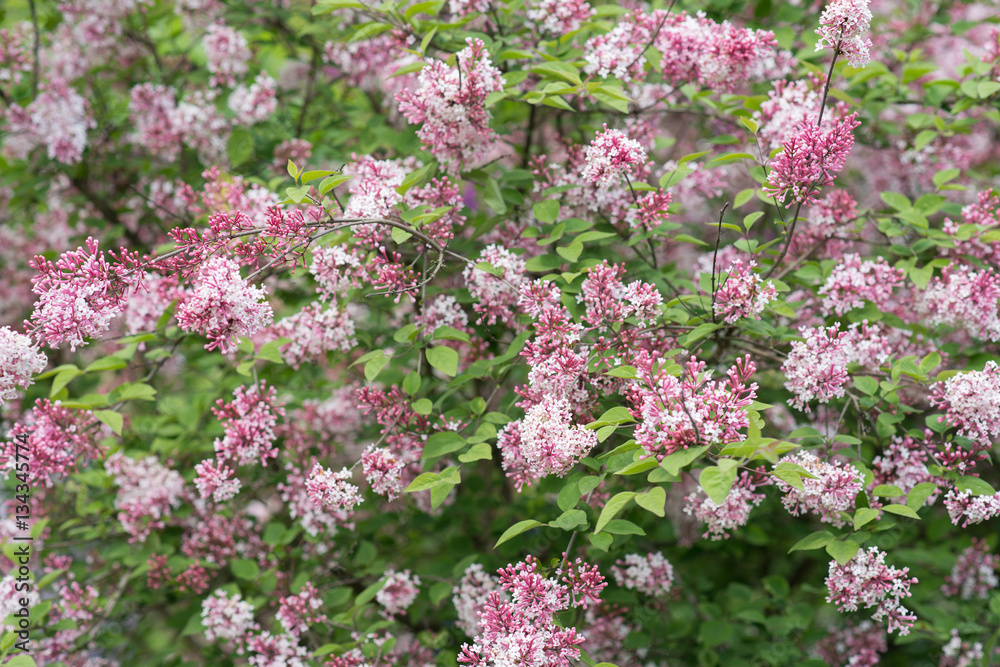 Lilac blooms in spring garden
