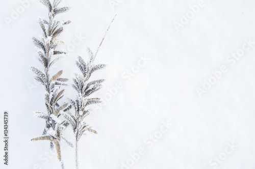 Winter. Macro. Frozen herb on snow background. Plants in frost. 