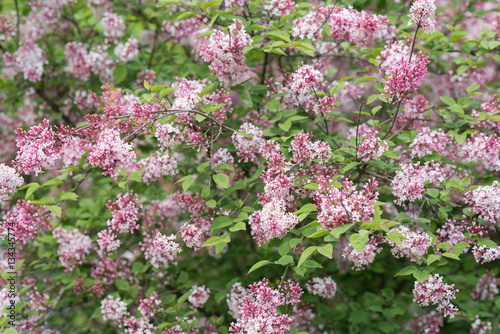 Lilac blooms in spring garden