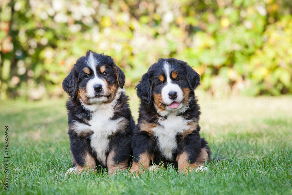 Portrait of nice two puppies