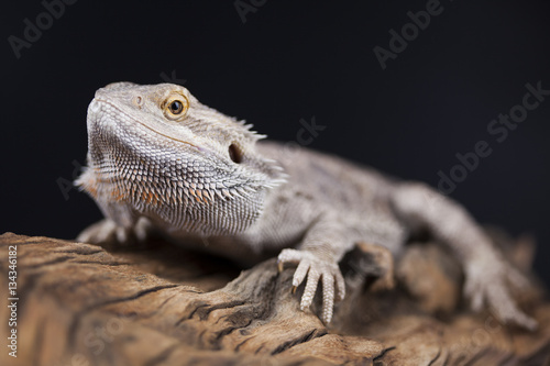 Agama bearded  pet on black background  reptile