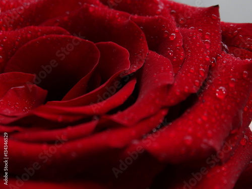 Fototapeta Naklejka Na Ścianę i Meble -  The bud of a red rose