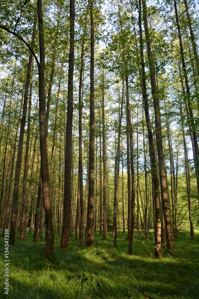 Bäume und hohe gräser im Wald am frühen morgen Bäume und hohe gräser im Wald am frühen morgen