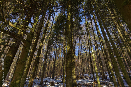 forest in winter on a sunny day