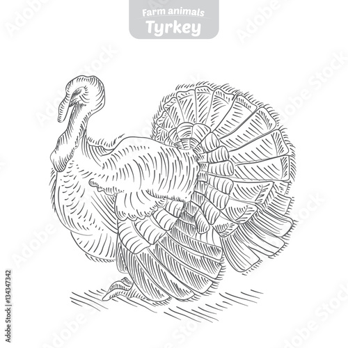 Turkey hand-drawn vector illustration.