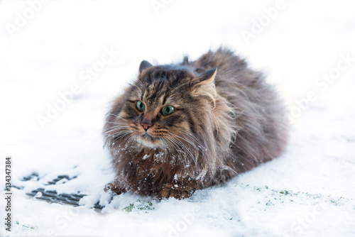 Sibirische Waldkatze - nicht begeistert vom Winter