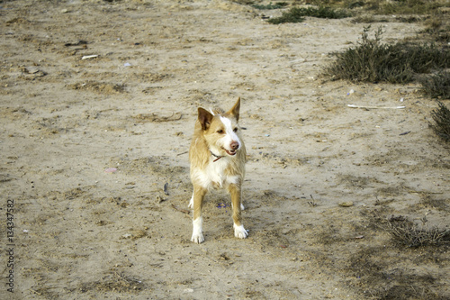 Hound dog vegetation © celiafoto
