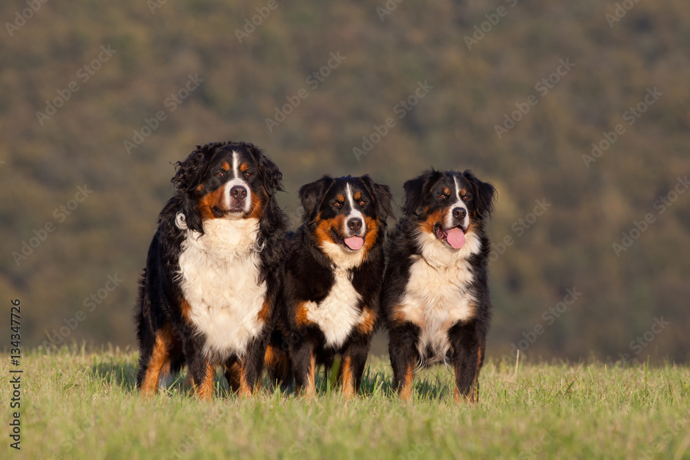 Portrait of nice three bernese mountain dogs