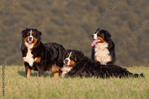 Portrait of nice three bernese mountain dog