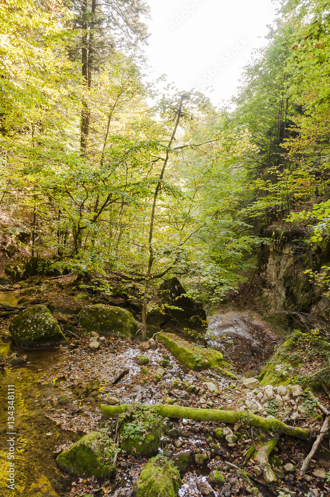 Obraz premium Twann, Schlucht, Twannbachschlucht, Twannbach, Wald, Waldweg, Wanderweg, Steinbrocken, Moos, Herbst, Herbstlaub, Herbstwanderung, Jura, Schweiz