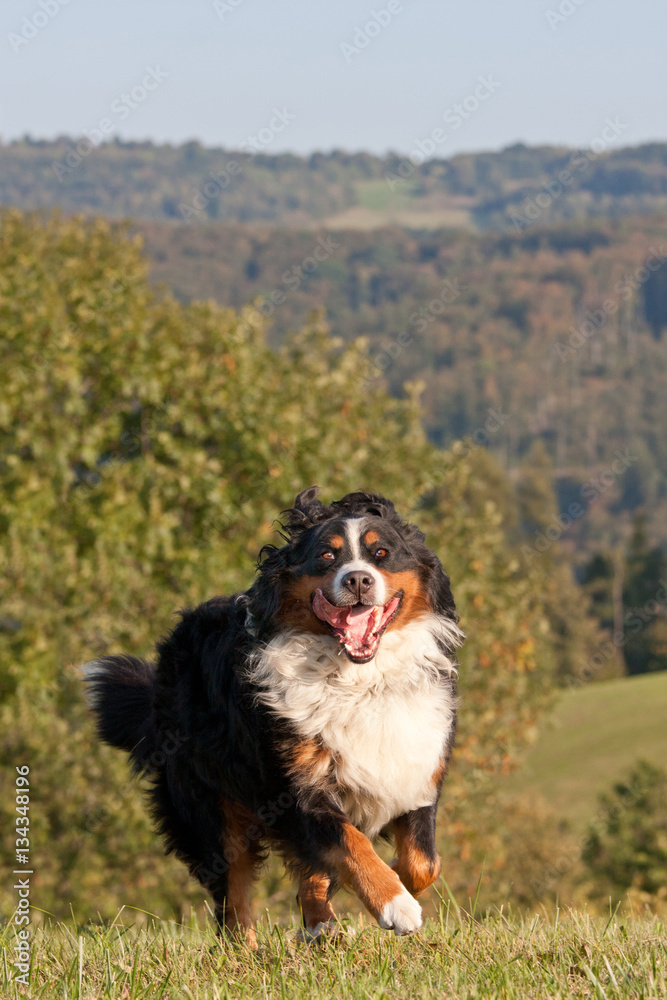 Happy bernese mountain dog running