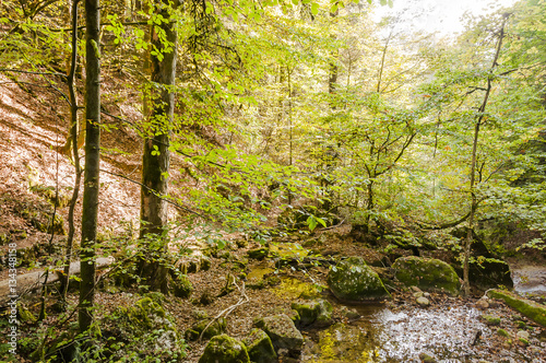 Twann  Twannschlucht  Schlucht  Twannberg  Wanderweg  Waldweg  Wald  Herbstlaub  Herbstfarben  Herbstwanderung  Herbst  Jura  Schweiz