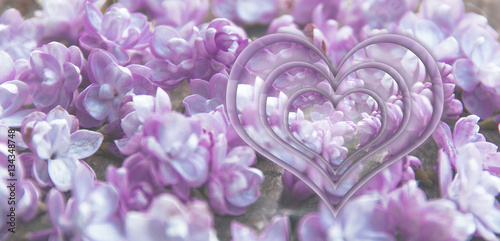 lilac flowers on a table