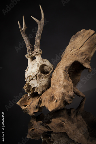 Deer skull, black mirror background