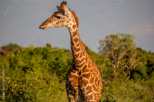 Giraffe in its natural habitat